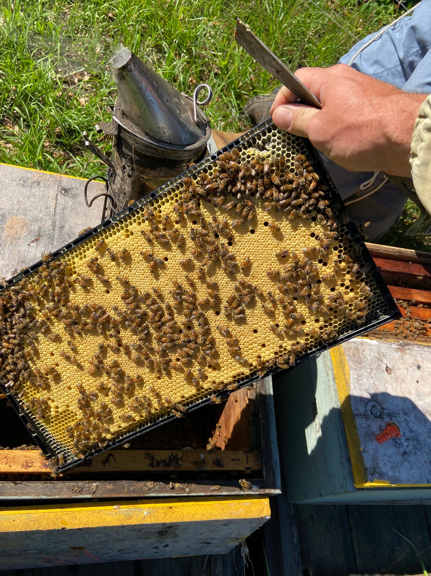 Spring 5 Frame Nucs (Late March-May) Sorrento, FL