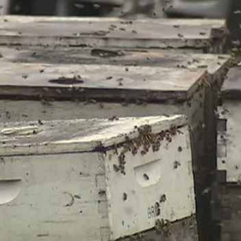 In the News: Keith saves thousands of bees after a car accident along S.R. 46: